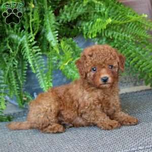 Gigi, Miniature Poodle Puppy