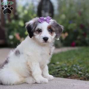 Gigi, Mini Bernedoodle Puppy