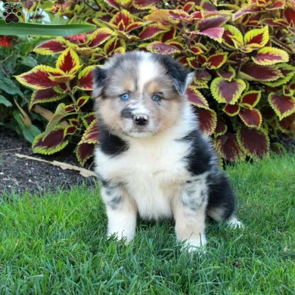 Gillie, Australian Shepherd Puppy