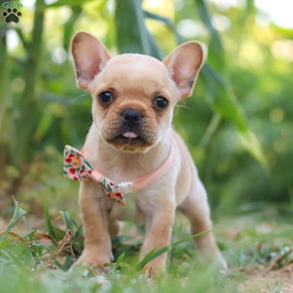 Ginger, French Bulldog Puppy