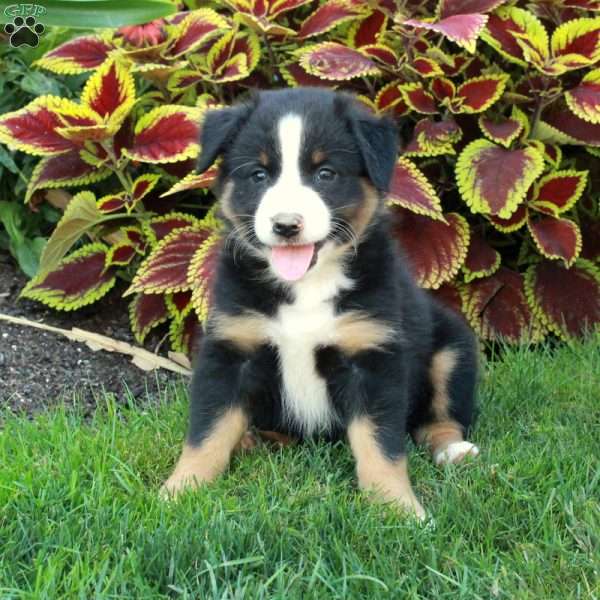 Ginger, Australian Shepherd Puppy