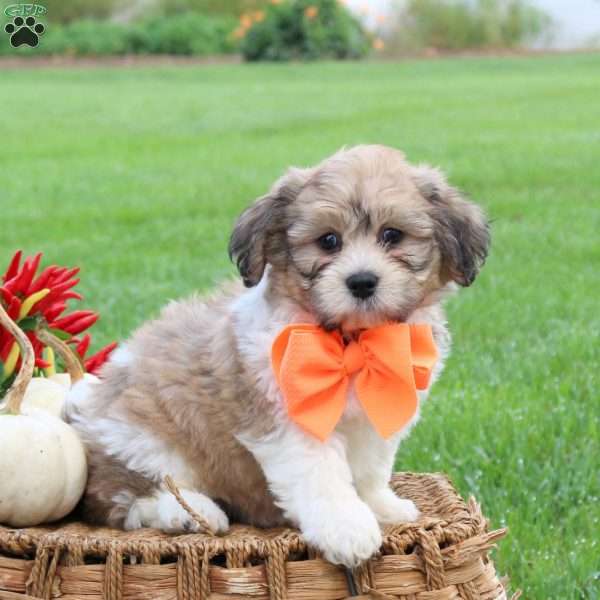 Ginger, Teddy Bear Puppy