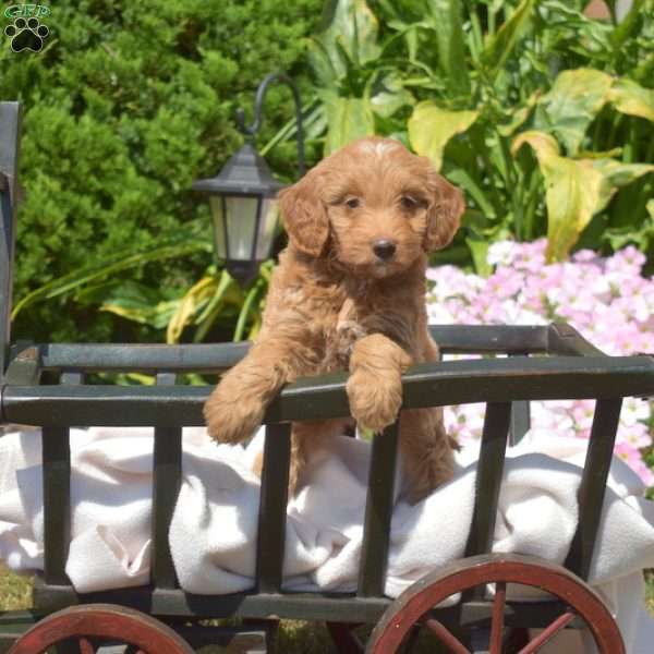 Ginger, Mini Goldendoodle Puppy
