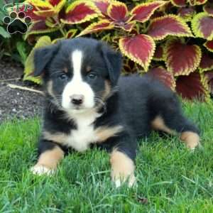 Ginger, Australian Shepherd Puppy