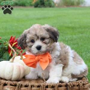 Ginger, Teddy Bear Puppy