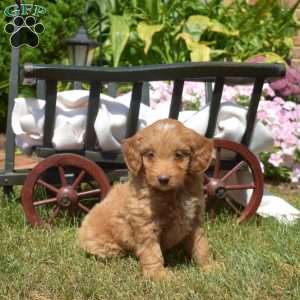Ginger, Mini Goldendoodle Puppy