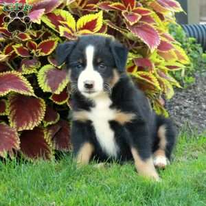 Ginger, Australian Shepherd Puppy