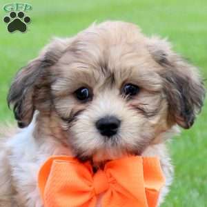 Ginger, Teddy Bear Puppy