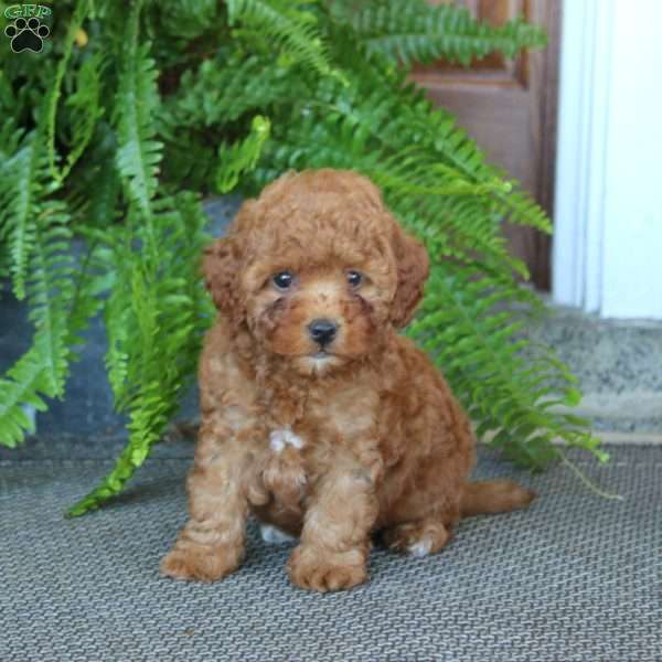 Ginger, Miniature Poodle Puppy