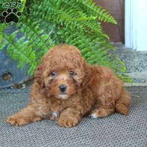 Ginger, Miniature Poodle Puppy