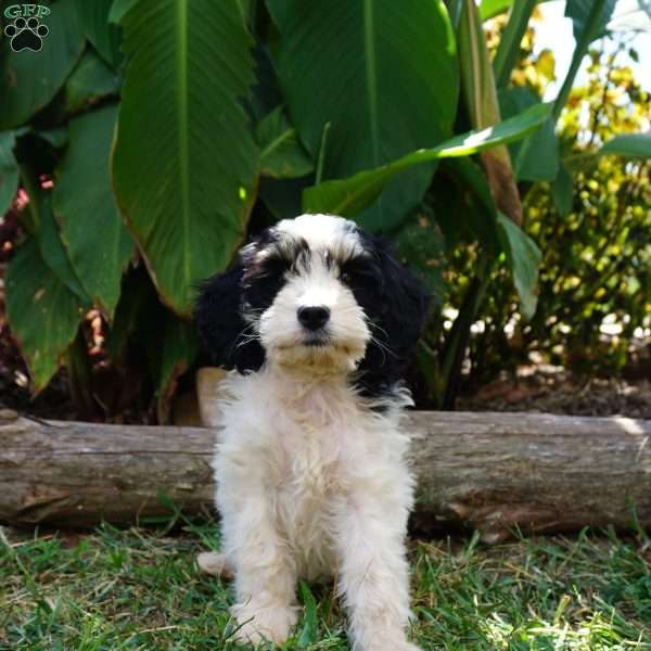 Ginny, Cockapoo Puppy