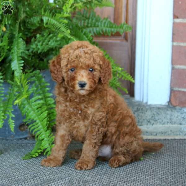 Glow, Miniature Poodle Puppy