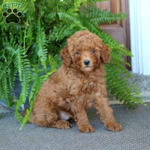 Glow, Miniature Poodle Puppy