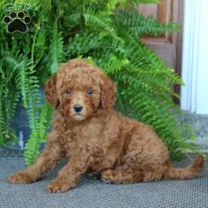 Glow, Miniature Poodle Puppy