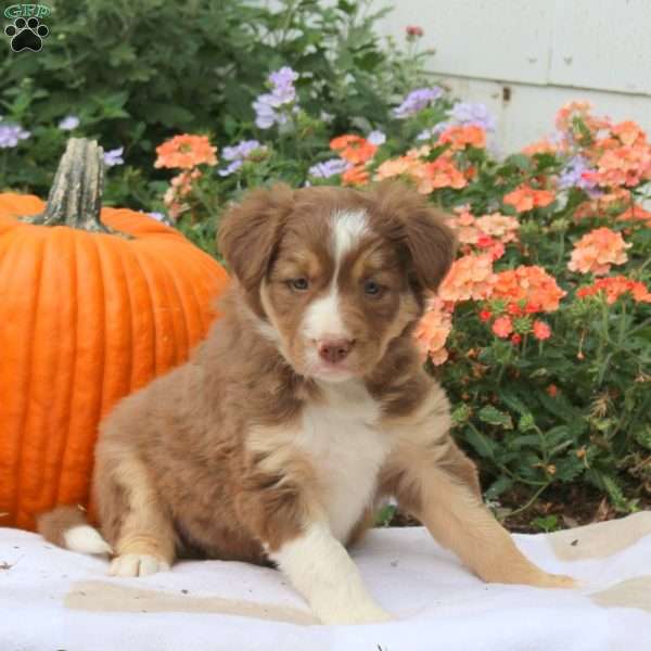 Gold, Border Collie Puppy