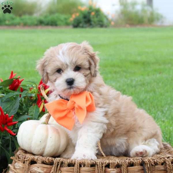 Goldie, Teddy Bear Puppy