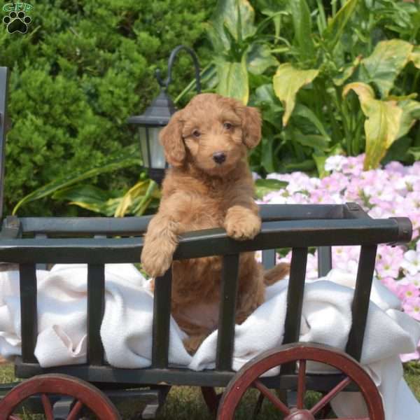 Goldie, Mini Goldendoodle Puppy