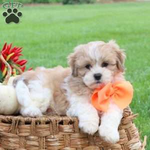 Goldie, Teddy Bear Puppy