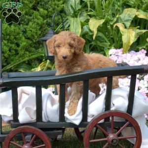 Goldie, Mini Goldendoodle Puppy