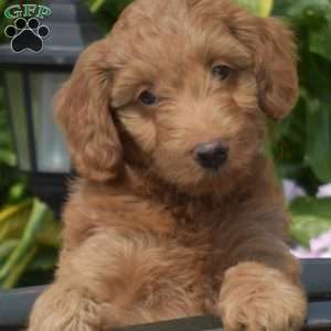 Goldie, Mini Goldendoodle Puppy