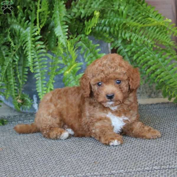 Goldie, Miniature Poodle Puppy
