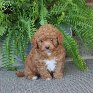 Goldie, Miniature Poodle Puppy