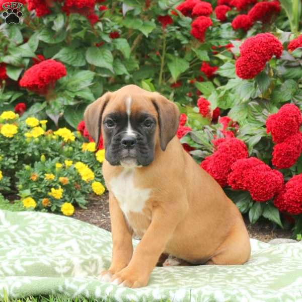 Goliath, Boxer Puppy