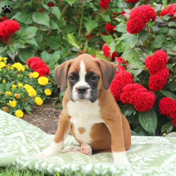 Grace, Boxer Puppy