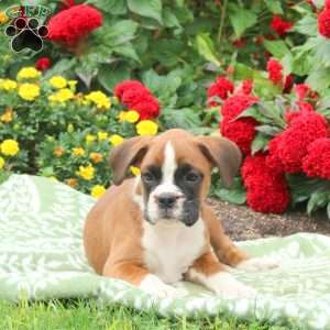 Grace, Boxer Puppy