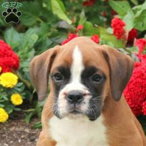 Grace, Boxer Puppy