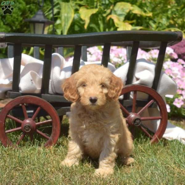 Gracie, Mini Goldendoodle Puppy