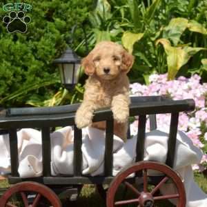 Gracie, Mini Goldendoodle Puppy