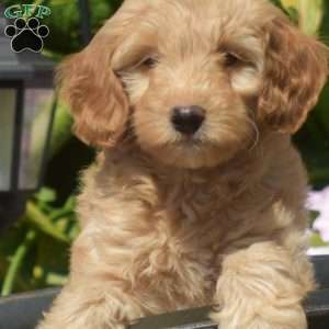 Gracie, Mini Goldendoodle Puppy