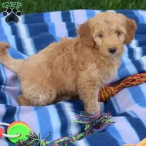 Gracie, Mini Goldendoodle Puppy