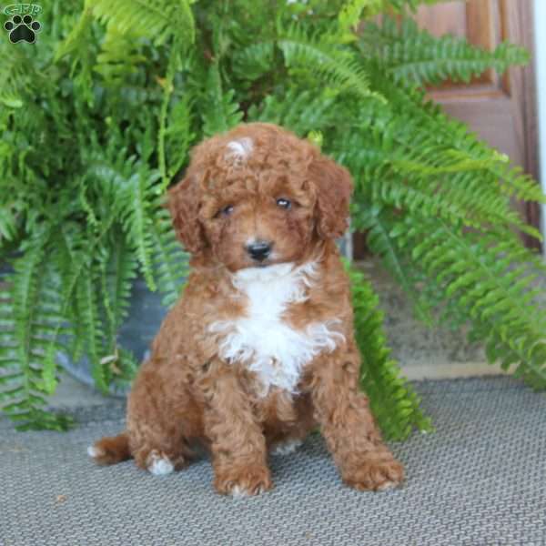 Gracie, Miniature Poodle Puppy