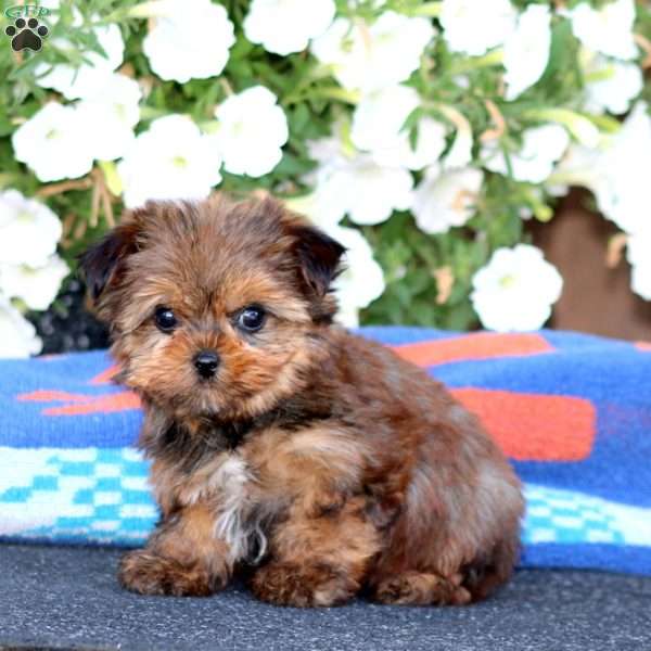 Gracie, Yorkie Puppy