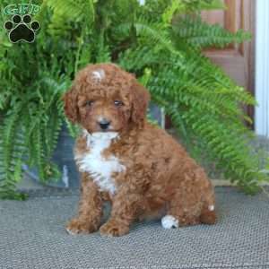 Gracie, Miniature Poodle Puppy