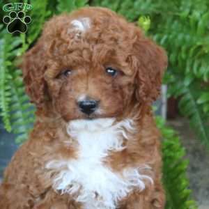 Gracie, Miniature Poodle Puppy