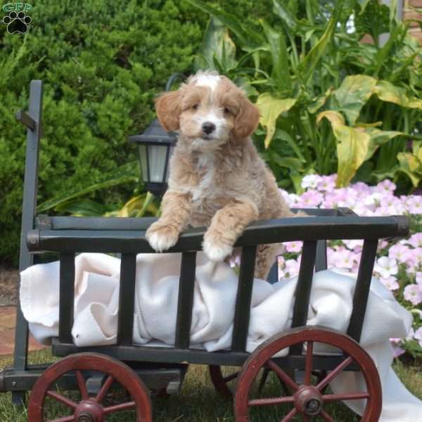 Graham, Mini Goldendoodle Puppy