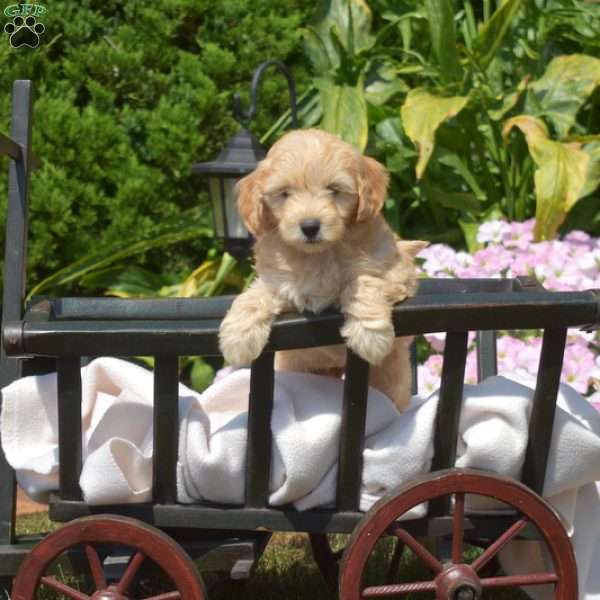 Granola, Mini Goldendoodle Puppy