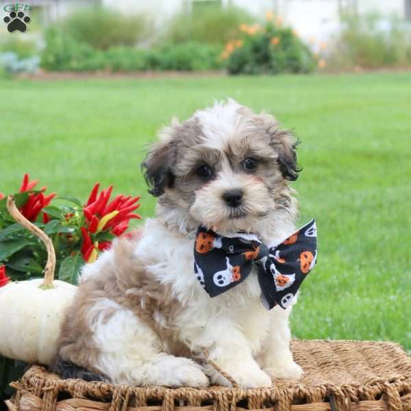 Grant, Teddy Bear Puppy