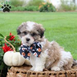 Grant, Teddy Bear Puppy