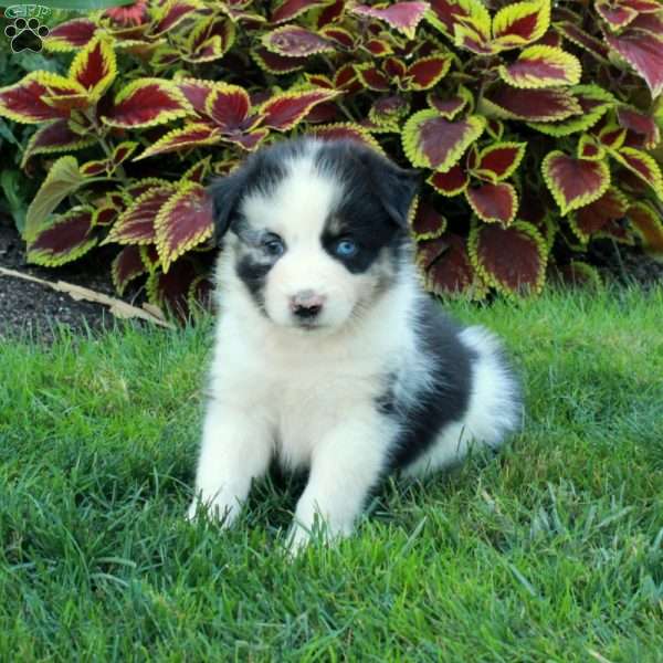 Gretel, Australian Shepherd Puppy