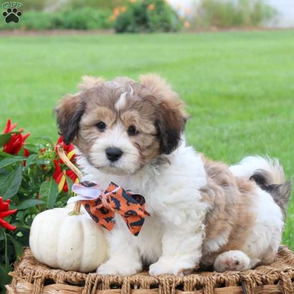 Griffin, Teddy Bear Puppy