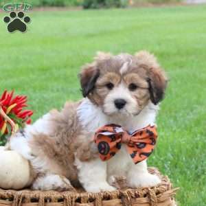 Griffin, Teddy Bear Puppy