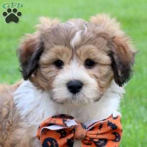 Griffin, Teddy Bear Puppy
