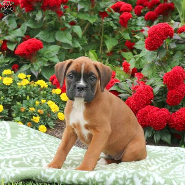 Gunner, Boxer Puppy