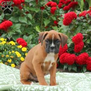 Gunner, Boxer Puppy