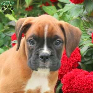 Gunner, Boxer Puppy