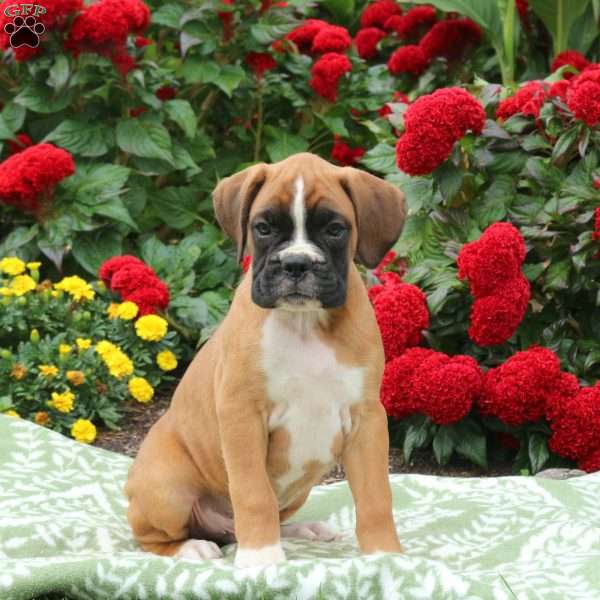 Gus, Boxer Puppy